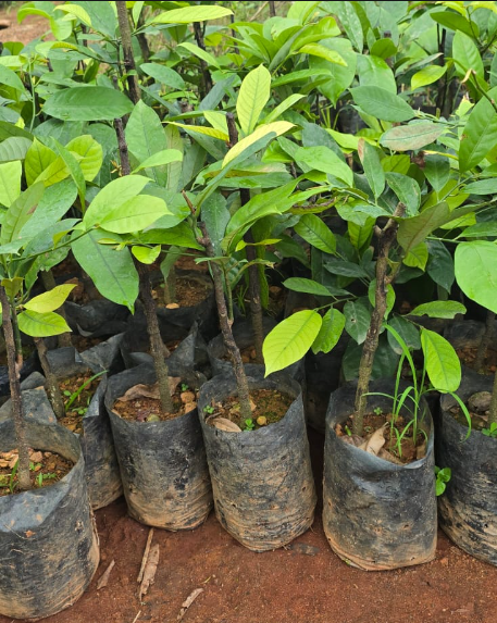 Nutmeg (Jaiphal) Grafted Plants — Nutmeg sapling available at Agro Nursery Garden